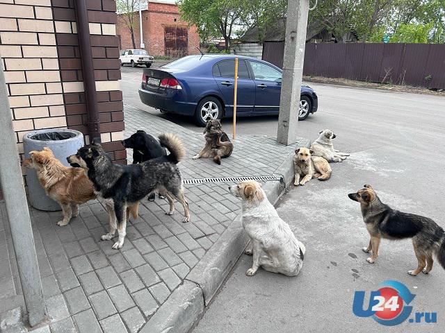В Челябинске родителям ребенка, укушенного бродячим псом, выплатили компенсацию