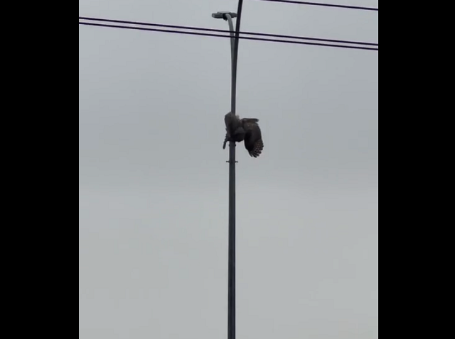В челябинском микрорайоне Академ Riverside сова застряла на фонарном столбе и погибла