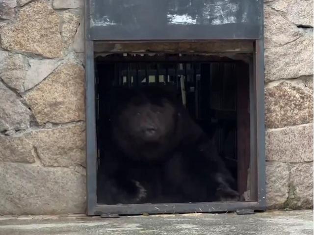 В челябинском зоопарке медведи ушли в зимнюю спячку, не дождавшись снега