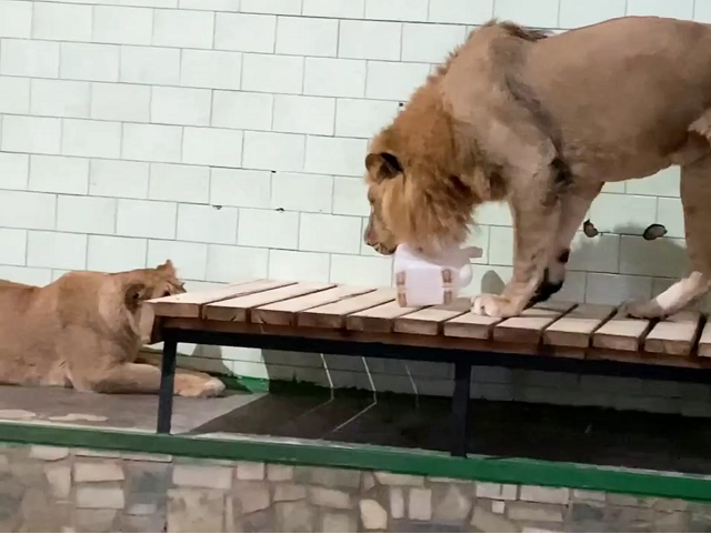 В челябинском зоопарке рассказали, кто главнее в львиной семье