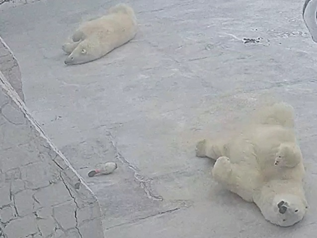 В челябинском зоопарке белые медведи показали мастер-класс по «лежачим» танцам