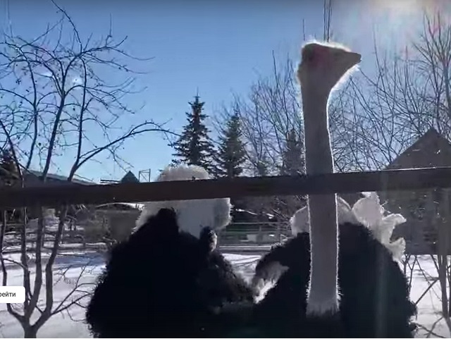 Страус в челябинском зоопарке показал зажигательный танец на снегу 