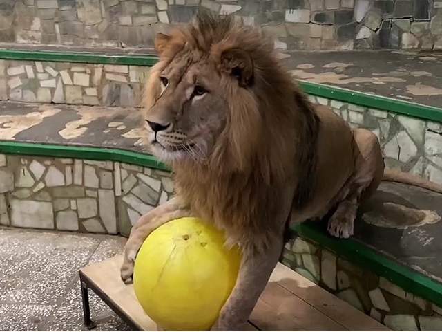 Большие котики из челябинского зоопарка показали как играют в царский «боулинг»