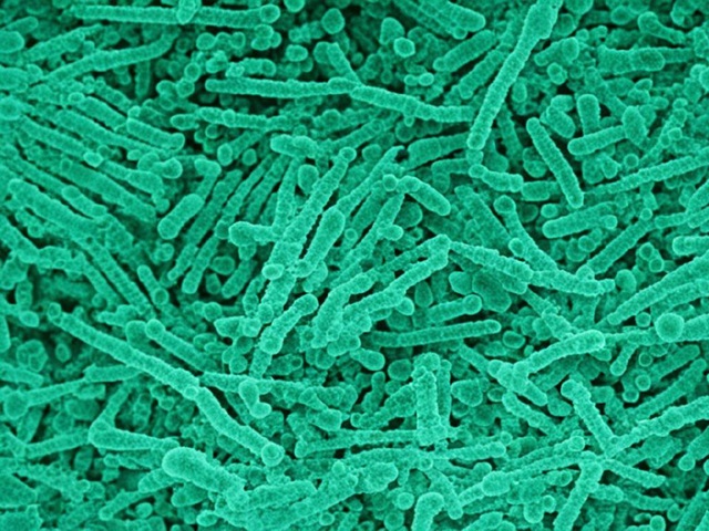 Туберкулез: кто рискует заболеть и как избежать заражения?