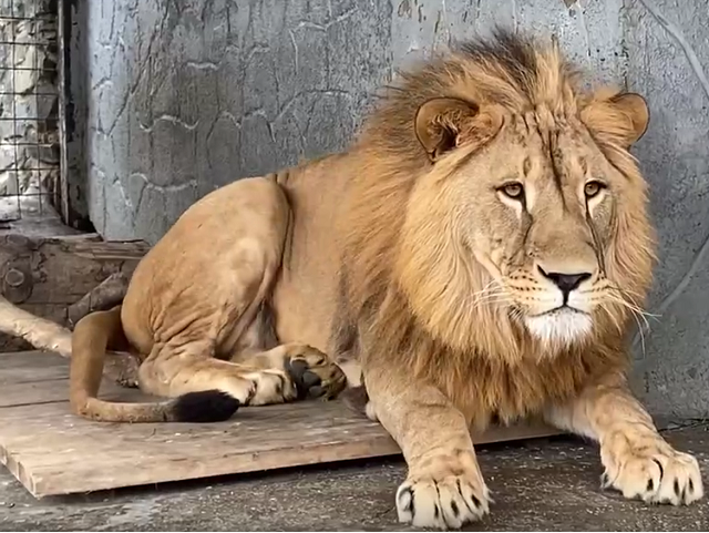 В челябинском зоопарка показали, как развлекаются львы на прогулке