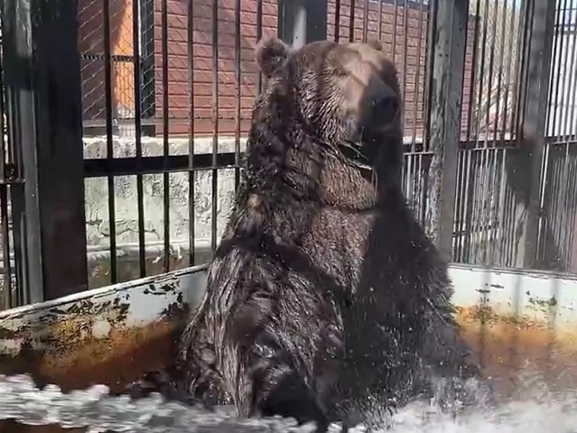В челябинском зоопарке раскрыли тотемное животное медведя Малыша