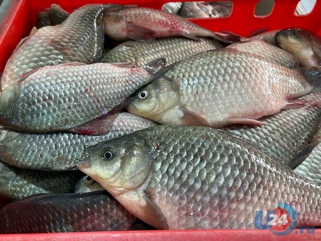 Южноуральское предприятие выпустило в оборот партии небезопасной рыбы
