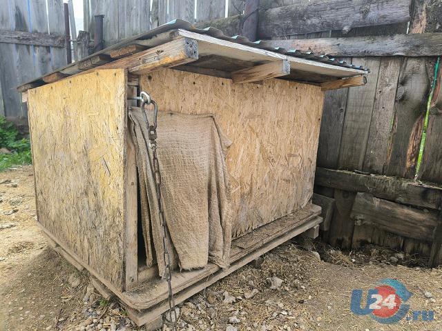 В Челябинской области женщина спряталась от приставов в собачьей будке