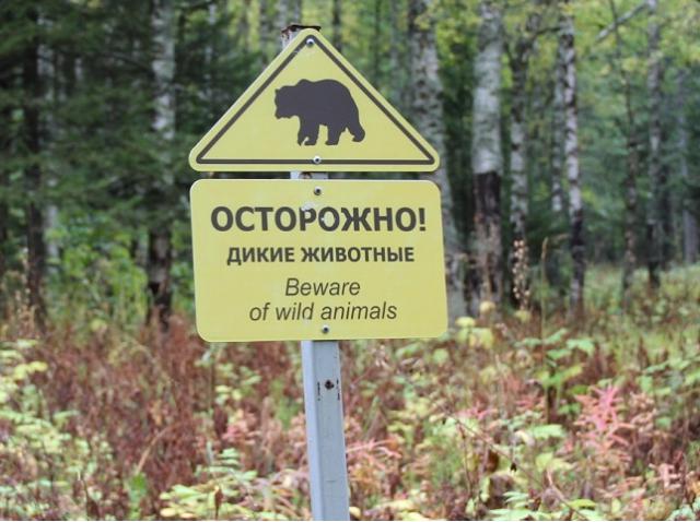 На популярном маршруте в нацпарке «Таганай» заметили следы медведицы с медвежатами