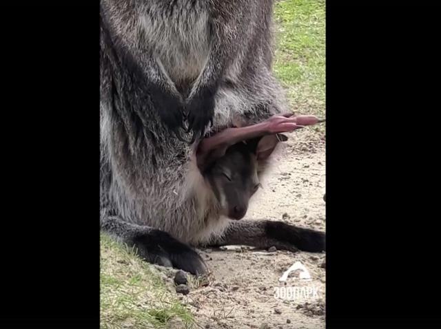 В челябинском зоопарке засняли застенчивых кенгурят и их бдительных мам