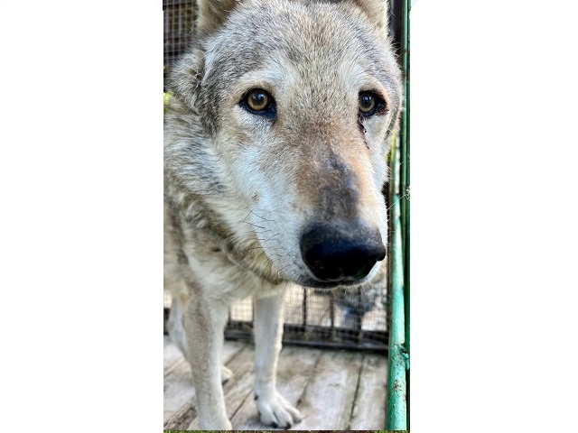 В челябинском зоопарке на заслуженный отдых проводили 17-летнего волка Люка