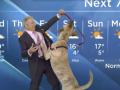 Ролик, набравший больше трех миллионов просмотров: собака в эфире прогноза погоды