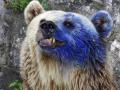 Видео дня от U24: в Канаде появился медведь-аватар с синей головой