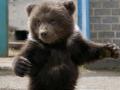 Видео дня от U24.Ru: камчатский медвежонок сбегает через форточку