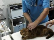 Первая процедура по вживлению электронного чипа кошке