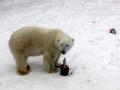 В зоопарке Челябинска отметили День полярного медведя