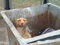 В Челябинской области в мусорном баке нашли избитую собаку с отрезанными ушами