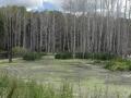 В Чебаркуле завершены работы по замене коллектора, затопившего сточными водами более 11 га леса