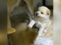 Пушистый собственник: щенок лишил брата материнского молока – забавное видео
