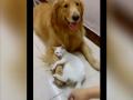 Соцсети умилила кошка, запретившая хозяйке трогать «своего» ретривера