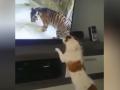 Удивительная реакция домашнего пса на взгляд тигра «из телевизора» попала на видео