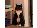 Кот с оптической иллюзией на груди озадачил пользователей Сети