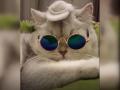 «Ноль отходов»: кот, примеряющий головные уборы из своей шерсти, стал звездой Сети