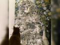 Найди кота: пользователи Сети не могут понять, где спрятался на елке питомец