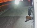 Ночью в Челябинской области собаку привязали к двери ветклиники с просьбой усыпить