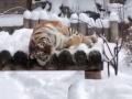 В Челябинском зоопарке рассказали, как животные переносят морозы