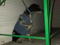 В Челябинской области пса бросили на морозе, привязав к поручню на крыльце магазина