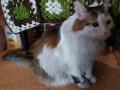Челябинский кот Лёша номинирован в международном конкурсе о животных