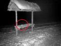 На Таганае в фотоловушку попала птичка, занесенная в красную книгу Челябинской области