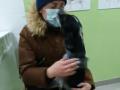 В Челябинской области пса Шарика, оставленного привязанным на морозе, вернули хозяйке