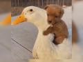 «Будьте моей мамой!»: трогательная дружба щенка и утки умилила соцсети