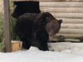 Весна близко: в челябинском зоопарке проснулся бурый медведь Степан