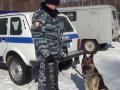 В Челябинской области собака помогла найти угнанные квадроциклы