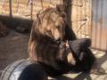 Медвежья йога: как развлекается медведица в челябинском зоопарке