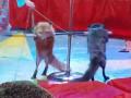 В Челябинской области зрителей шокировал вид лисиц в цирке