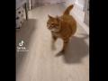 Пушистый Макгрегор: пухлый рыжий кот покорил Сеть своей походкой