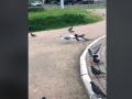 Схватила голубя: наглая чайка удивила пользователей Сети