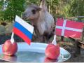Верблюд Саламыч предсказал итог матча Евро-2020 Россия – Дания
