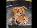 Купающийся в бассейне тигр умилил пользователей интернета