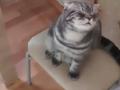 «Я не сдамся»: плачущий кот удивил пользователей Сети своей стойкостью