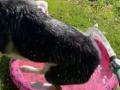 «Когда не ищешь легких путей»: пес нашел необычный способ утолить жажду 