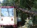 В Челябинске дерево упало на трамвай