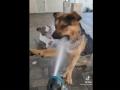 Два пса, играющихся со струёй воды из шланга, рассмешили Сеть