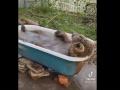 Медведь, купающийся в ванне, умилил пользователей Сети