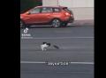 Уличный бой кота с крысой рассмешил пользователей Интернета 