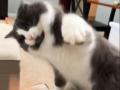 Наглая кошка устроила «кулачный» бой с хозяйкой